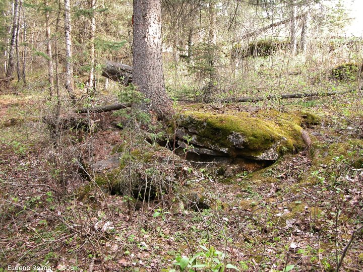 IMG 2006-May08 at Marble Ridge:  habitat at Marble Ridge marker4