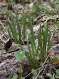 Ramshead ladyslipper: emerging clump