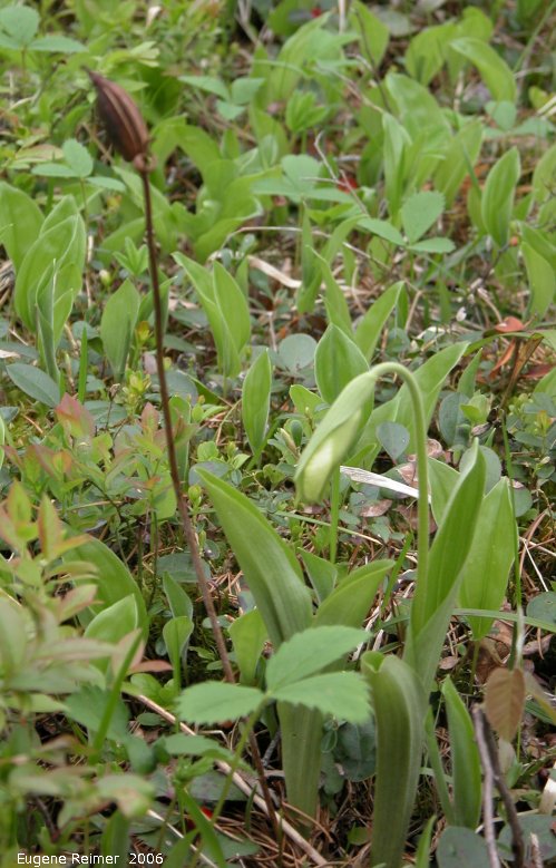 IMG 2006-May14 at Contour:  Moccasin ladyslipper (Cypripedium acaule) plant in bud and pod