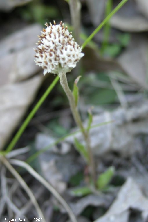 IMG 2006-May19 at Woodlands:  Small-leaf pussytoes (Antennaria parvifolia)?
