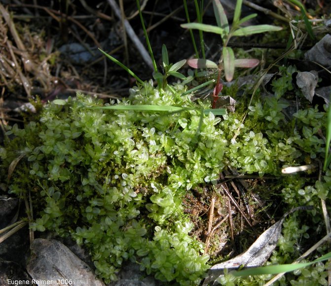 IMG 2006-May19 at Woodlands:  Felt round moss (Rhizomnium pseudopunctatum)