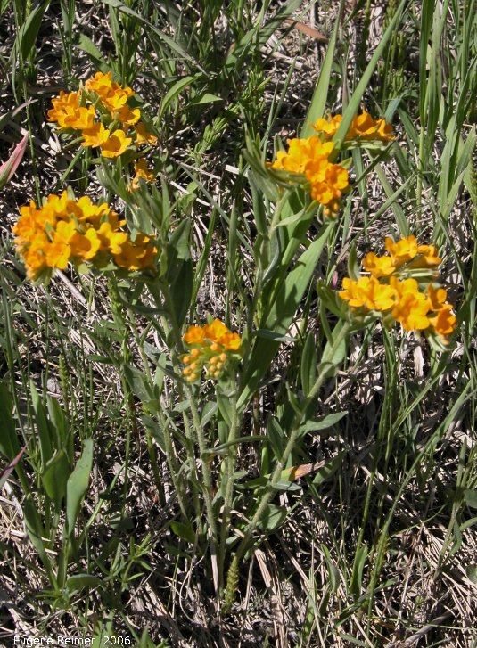 IMG 2006-May19 at Woodlands:  Hoary puccoon (Lithospermum canescens)