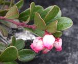 Bearberry: flowers+foliage-undersides