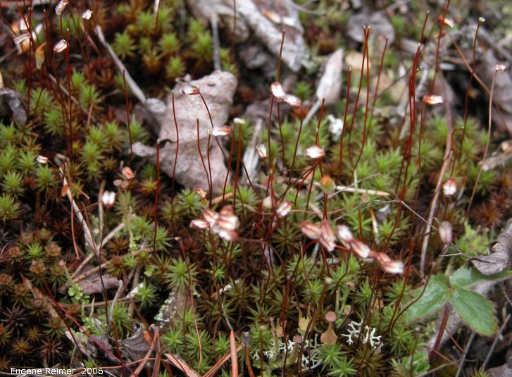 IMG 2006-May28 at Ochre Lake Rd N of GrandRapids:  Haircap moss (Polytrichum sp)