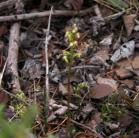 Early coralroot: bad focus