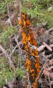 Orange fungus: on Juniper