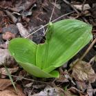 Round-leaved rein-orchid: in bud