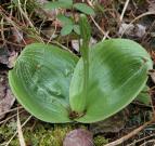 Round-leaved rein-orchid: in bud