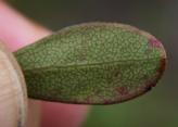 Bearberry: leaf underside