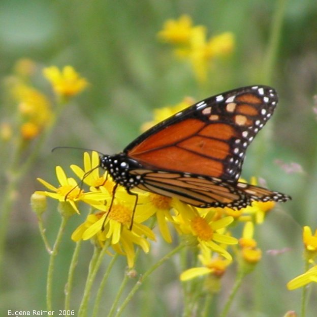 IMG 2006-Jun09 at Woodridge:  Monarch butterfly (Danaus plexippus) on Ragwort (Senecio sp)