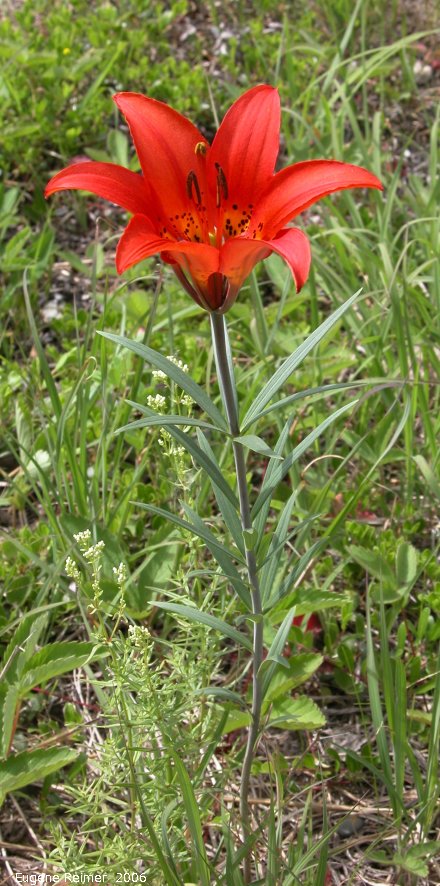 IMG 2006-Jun12 at PR503:  Wood lily (Lilium philadelphicum) plant