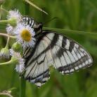 Tiger swallowtail butterfly: female white-and-black form on Fleabane