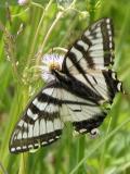 Tiger swallowtail butterfly: female white-and-black form on Fleabane