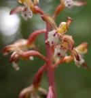 Spotted coralroot: closer