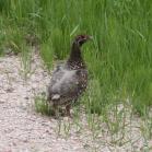 Spruce grouse: male on road