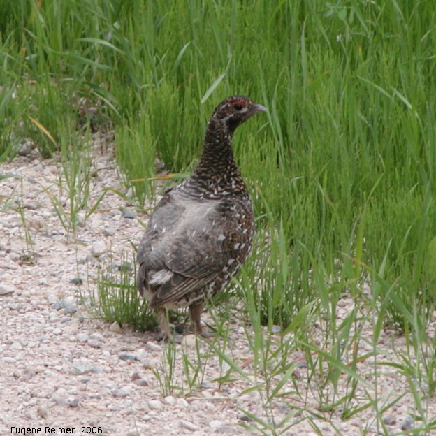IMG 2006-Jun12 at PR308:  Spruce grouse (Falcipennis canadensis) male on road