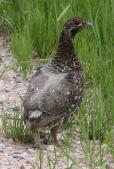 Spruce grouse: male closer