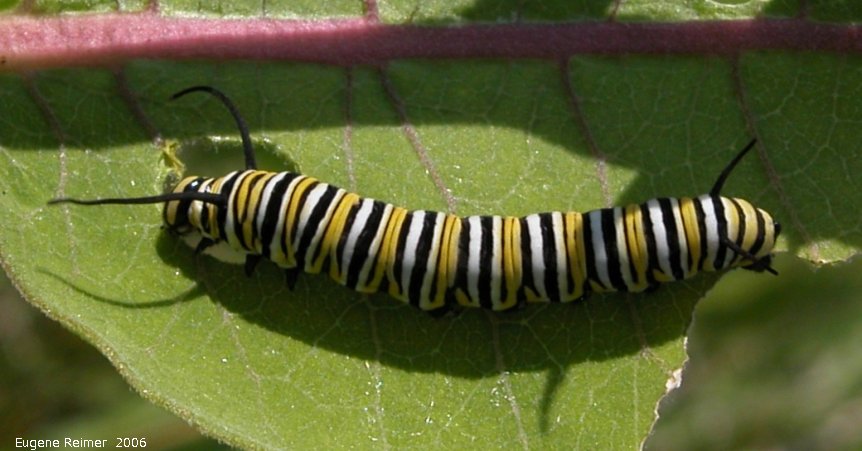 IMG 2006-Jun19 at PTH44:  Monarch butterfly (Danaus plexippus) caterpillar on Milkweed (Asclepias sp)