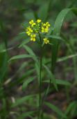 Tumbling mustard: plant