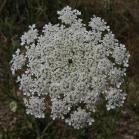 Queen-Annes lace: umbel of flowers