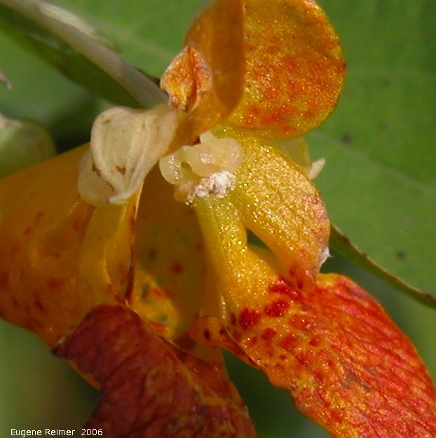 IMG 2006-Jul20 at BirchRiver-Bridge on PR503:  Spotted jewelweed (Impatiens capensis) closer