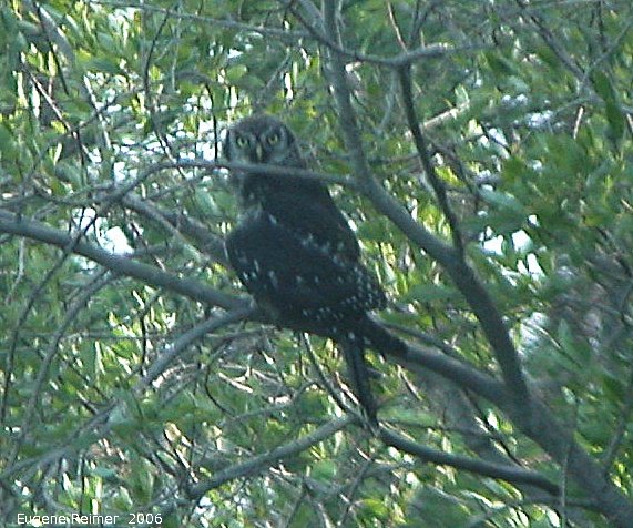 IMG 2006-Jul20 at PR308:  Northern hawk-owl (Surnia ulula)
