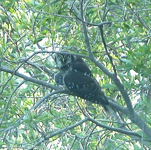 IMG 2006-Jul20 at PR308:  Northern hawk-owl (Surnia ulula)