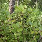 Common buckthorn=Rhamnus cathartica: with berries