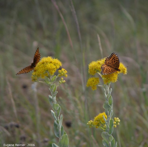 IMG 2006-Aug08 at ForestryRd#4:  Great-spangled fritillary (Speyeria cybele) on Goldenrod (Solidago sp)