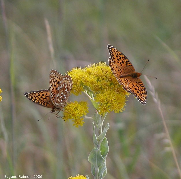 IMG 2006-Aug08 at ForestryRd#4:  Great-spangled fritillary (Speyeria cybele) male left female right on Goldenrod (Solidago sp)