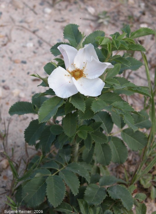 IMG 2006-Aug08 at ForestryRd#4:  Low prairie-rose (Rosa arkansana) white form plant