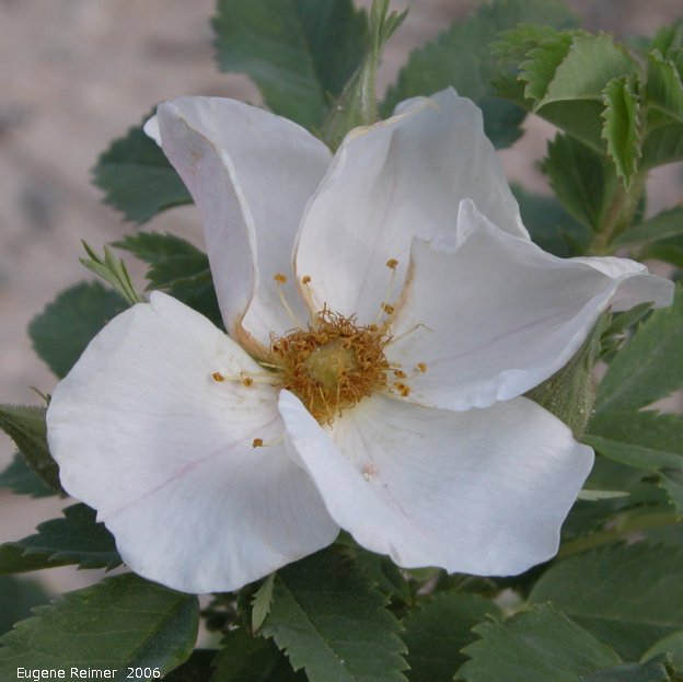 IMG 2006-Aug08 at ForestryRd#4:  Low prairie-rose (Rosa arkansana) white form flower
