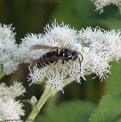 IMG 2006-Aug08 at ForestryRd#4:  Hornet (Vespa sp) on Boneset (Eupatorium perfoliatum)