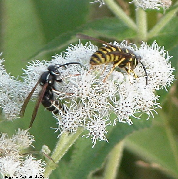 IMG 2006-Aug08 at ForestryRd#4:  Hornet (Vespa sp) + Yellow-jacket (Vespula sp) on Boneset (Eupatorium perfoliatum)