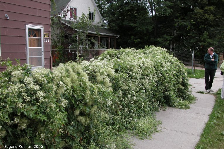 IMG 2006-Aug13 at the MNS walking-tour of PointDouglas:  Virgins bower (Clematis virginiana) at 167 Syndicate St