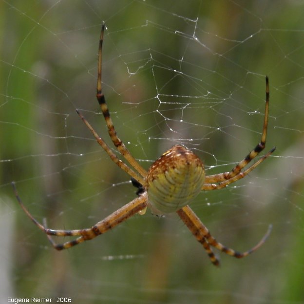 IMG 2006-Aug17 at Contour-fen:  Banded argiope spider (Argiope trifasciata) in web closer