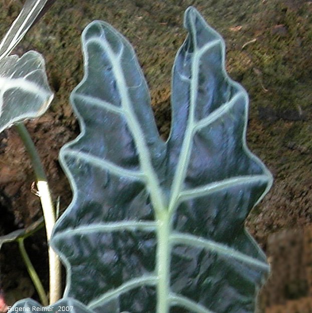 IMG 2007-Mar14 at Assiniboine Park Conservatory:  Amazon elephants-ear=Amazon lily (Alocasia x amazonica) leaf with metallic sheen