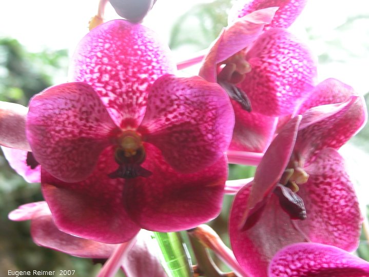 IMG 2007-Mar23 at MOS-Orchid-Show:  Phal (Phalaenopsis sp) Phalaenopsis