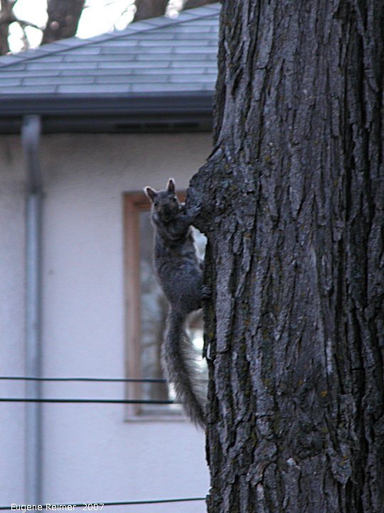 IMG 2007-Apr10 at near Sunset Blvd:  Grey squirrel (Sciurus carolinensis)
