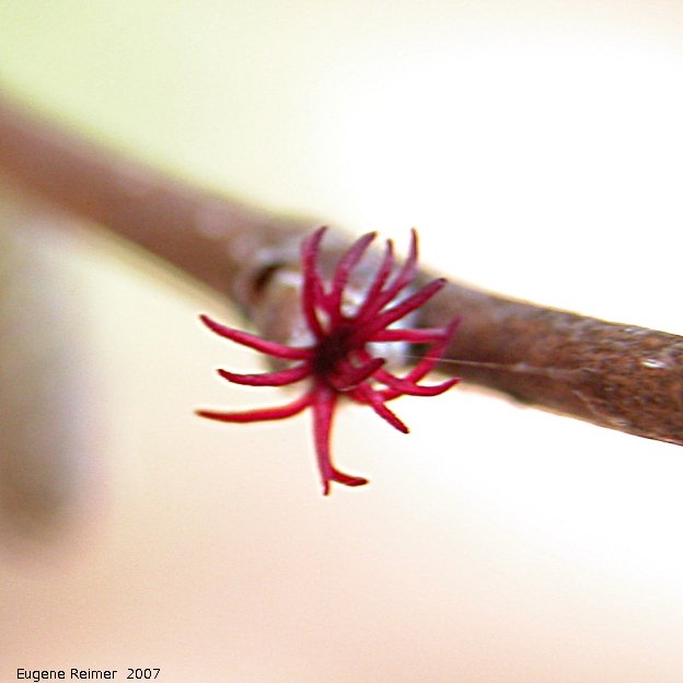 IMG 2007-Apr20 at Wye:  Hazelnut (Corylus sp) flower