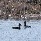 Ring-necked duck: pair