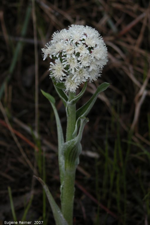 IMG 2007-May05 at Braintree:  Arrow-leaved coltsfoot (Petasites frigidus var sagittatus) plant