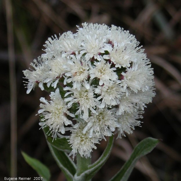 IMG 2007-May05 at Braintree:  Arrow-leaved coltsfoot (Petasites frigidus var sagittatus) flowers