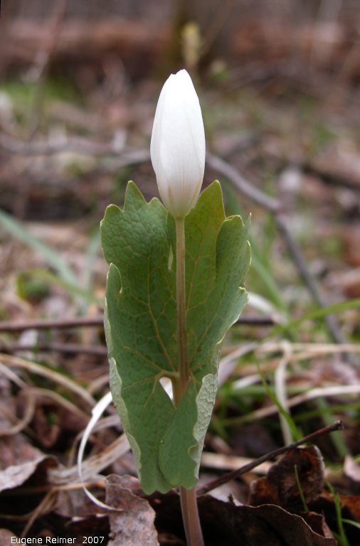 IMG 2007-May05 at Hadashville:&nbsp; Bloodroot (Sanguinaria canadensis)