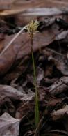Sunloving sedge=Carex pensylvanica: