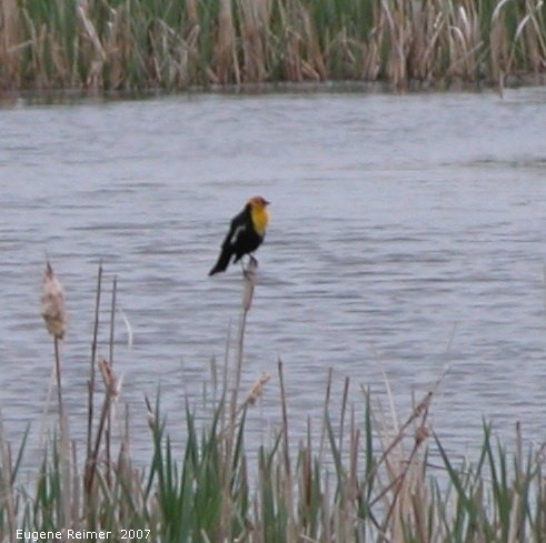 IMG 2007-May21 at roads between IndianHead and StrawberryLakes:  Yellow-headed blackbird (Xanthocephalus xanthocephalus)