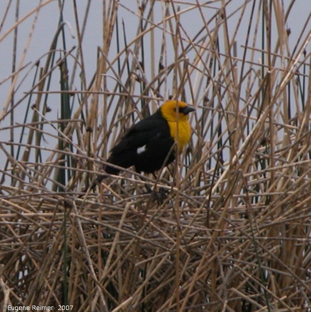 IMG 2007-May21 at roads between IndianHead and StrawberryLakes:  Yellow-headed blackbird (Xanthocephalus xanthocephalus)
