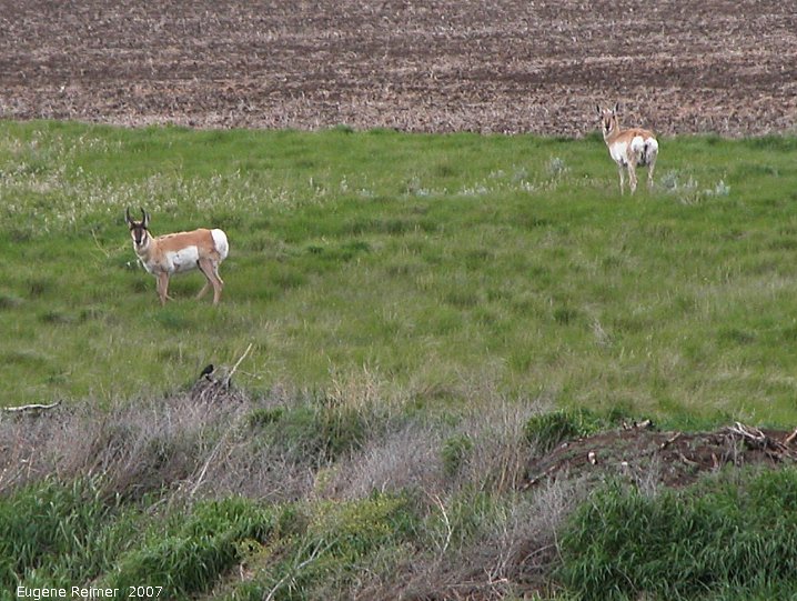 IMG 2007-May22 at Regina-to-MapleCreek:  Pronghorn antelope (Antilocapra americana) male+female