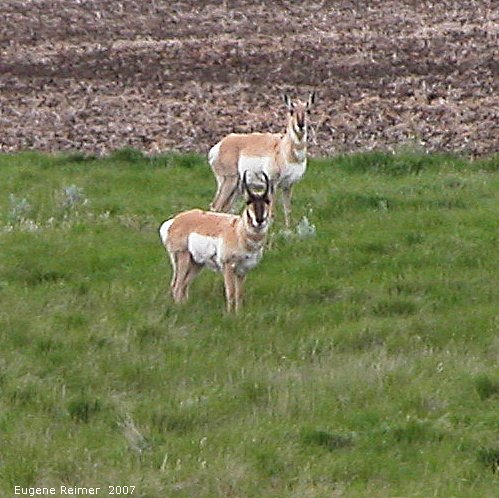 IMG 2007-May22 at Regina-to-MapleCreek:  Pronghorn antelope (Antilocapra americana) male+female