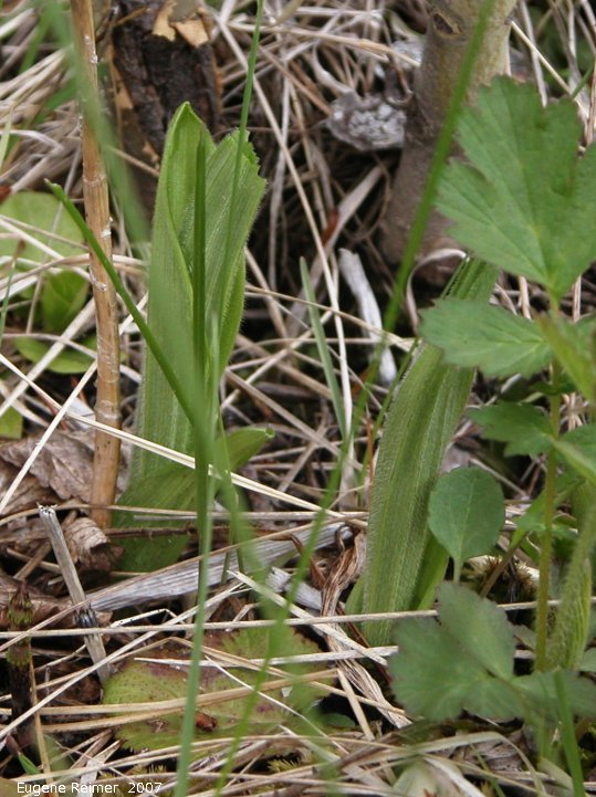 IMG 2007-May23 at CypressHills-CentreBlock:  Sparrow-egg ladyslipper (Cypripedium passerinum) emerging